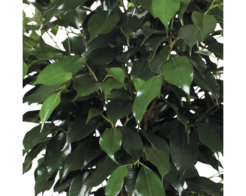 Detailaufnahme einer Zimmerpflanze mit grünen Blättern.