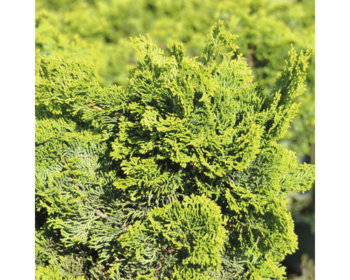 Nahaufnahme einer Zypresse