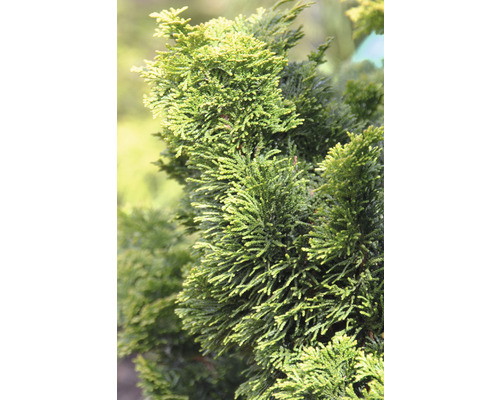 Nahaufnahme einer Hinoki-Scheinzypresse