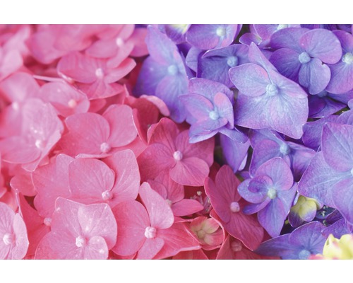 Gros plan de fleurs d''hortensia