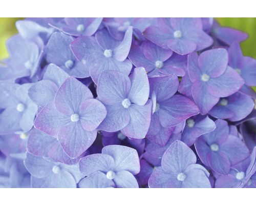 Gros plan d''une fleur d''hortensia