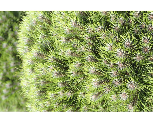 Gros plan d''un pin boule avec des aiguilles vertes