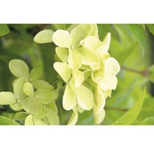 Gros plan sur un hortensia paniculé