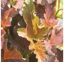 Blasenspiere Physocarpus opulifolius Center Glow 40-50 cm