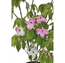 Japanischer Blumen-Hartriegel Cornus kousa 'Teutonia' H 100-150 cm Co 20 L