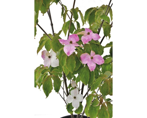 Cornouiller du Japon Cornus kousa «Teutonia» Select' h 100-150 cm Co 20 l Cornouiller fleuri en pot avec des feuilles vertes et des fleurs roses