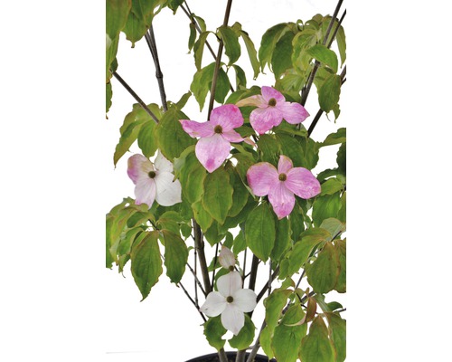 Cornouiller du Japon Cornus kousa «Teutonia» Select' h 100-150 cm Co 20 l