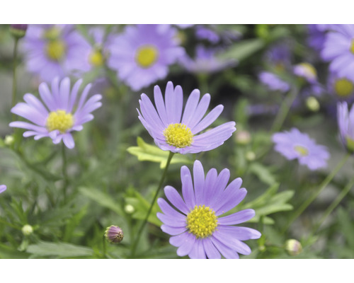Gros plan sur des marguerites violet pâle avec des centres jaunes