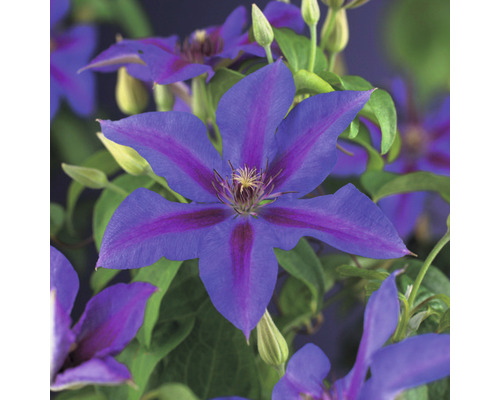 Clématite FloraSelf Clematis-Cultivars 'Mrs. N. Thompson' H 50-70 cm Co 2,3 L