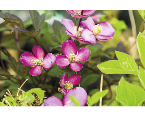 Clématite anémone FloraSelf Clematis montana 'Van Gogh' H 40-70 cm Co 2,3 L Gros plan d''une clématite avec des fleurs violettes et des feuilles vertes.