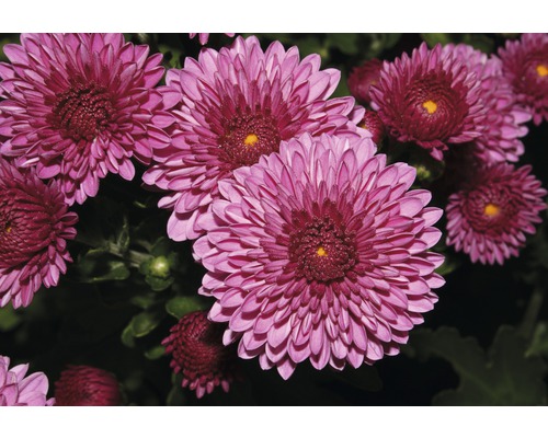 Gros plan de fleurs de chrysanthèmes