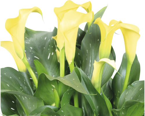 Gelbe Zimmerkalla mit grünen Blättern