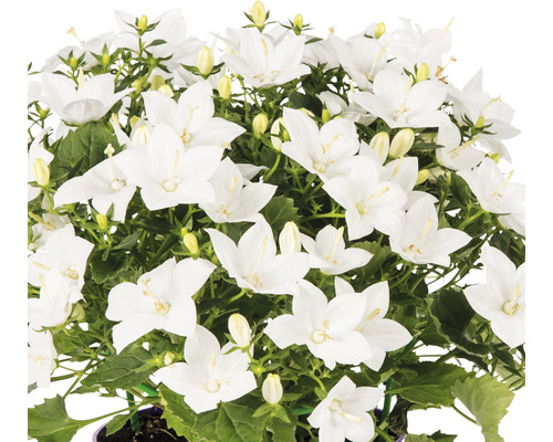 Glockenblume mit weißen Blüten