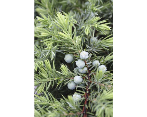 Detailaufnahme eines Wacholderstrauchs mit Beeren