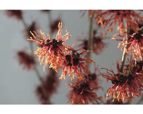 Blühender Zweig der Zaubernuss