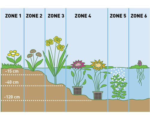 Illustration des zones d''étang avec différentes plantes aquatiques et indications de profondeur