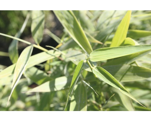 Nahaufnahme von Bambusblättern