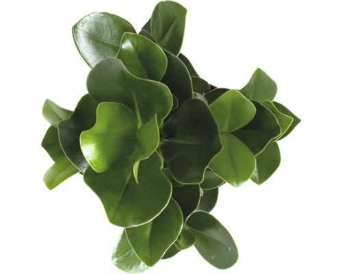 Plante d''intérieur Peperomia avec des feuilles rondes