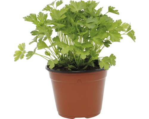 Petersilie im Topf