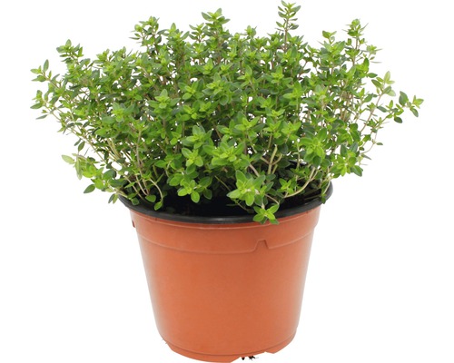 Thym dans un pot