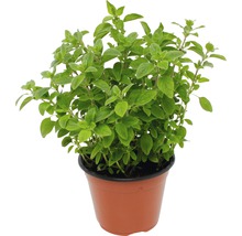 Oregano Pflanze im Topf