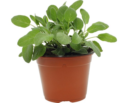 Plant de sauge en pot