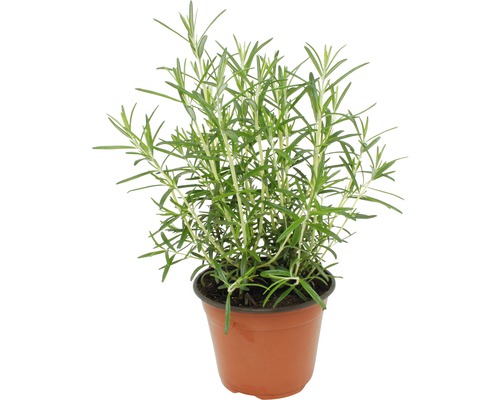Plant de romarin en pot
