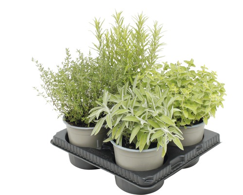 Plateau d''herbes aromatiques avec thym, romarin, sauge et origan en pots