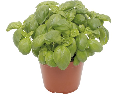 Plant de basilic en pot