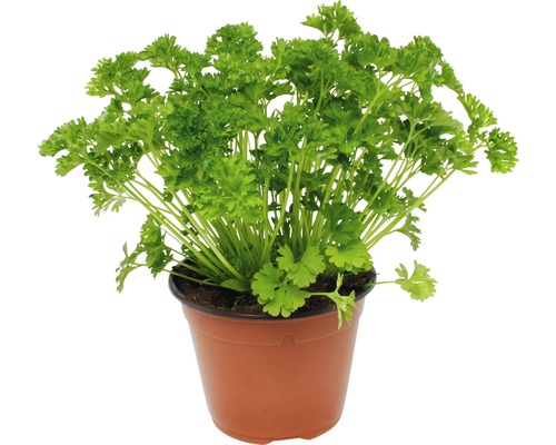 Persil en pot