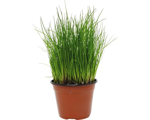 Ciboulette en pot