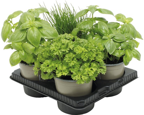 Ensemble de pots d''herbes aromatiques avec basilic, ciboulette et persil
