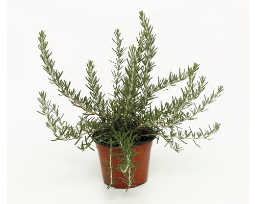 Plant de romarin en pot