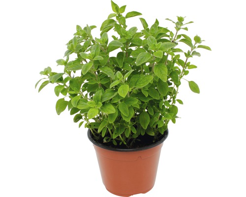 Plante d''origan en pot