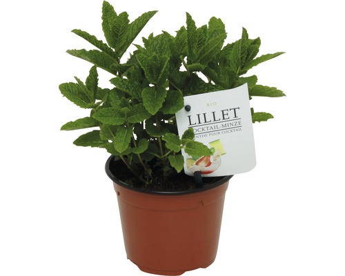 Cocktail-Minze Pflanze im Topf
