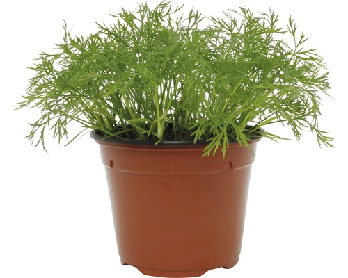 Dill in einem Topf