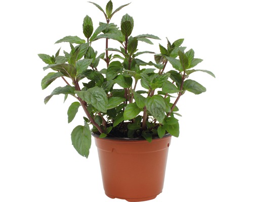 Menthe en pot
