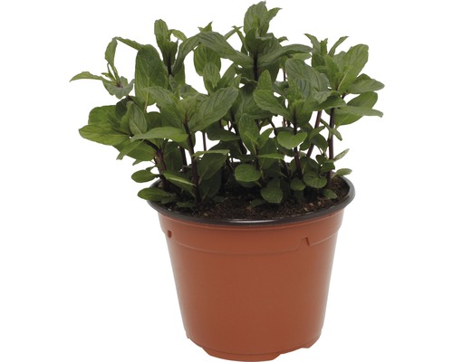 Plant de menthe en pot