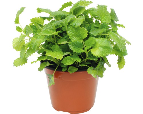 Mélisse citronnée en pot