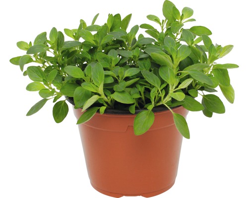 Plant d''origan en pot