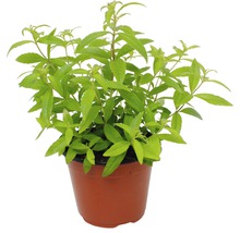 Zitronenstrauch Pflanze im Topf