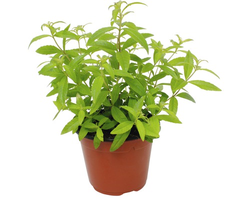 Zitronenstrauch Pflanze im Topf