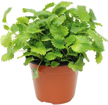 Zitronenmelisse im Topf