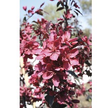 Blühender Zierapfelbaum mit roten Blüten