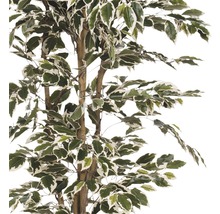 Kunstpflanze Ficus Hawalli, grün-thumb-1