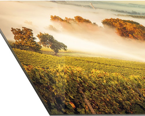 Photographie d''un vignoble dans le brouillard