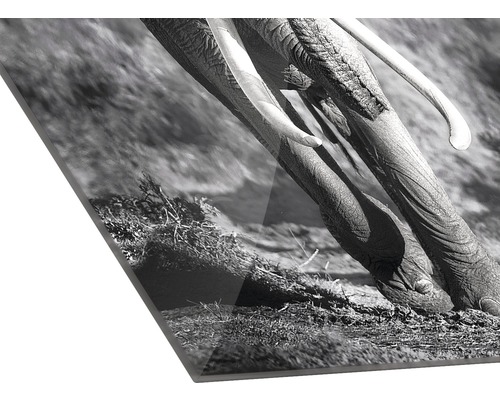 Gros plan d''une photo en verre acrylique avec un motif d''éléphant en noir et blanc
