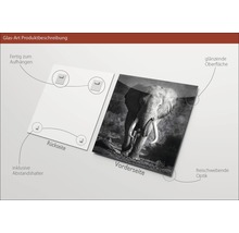Glasbild Grey Elephant Head 80x80 cm