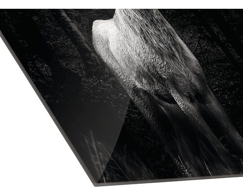 œuvre d''art photographique d''un cerf sur une plaque