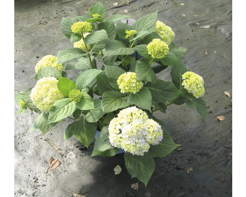 Hortensia en pot avec fleurs